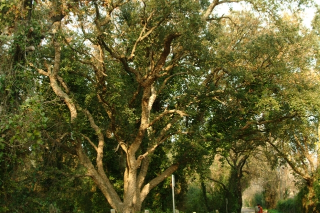 Quercus suber / Quercia da sughero